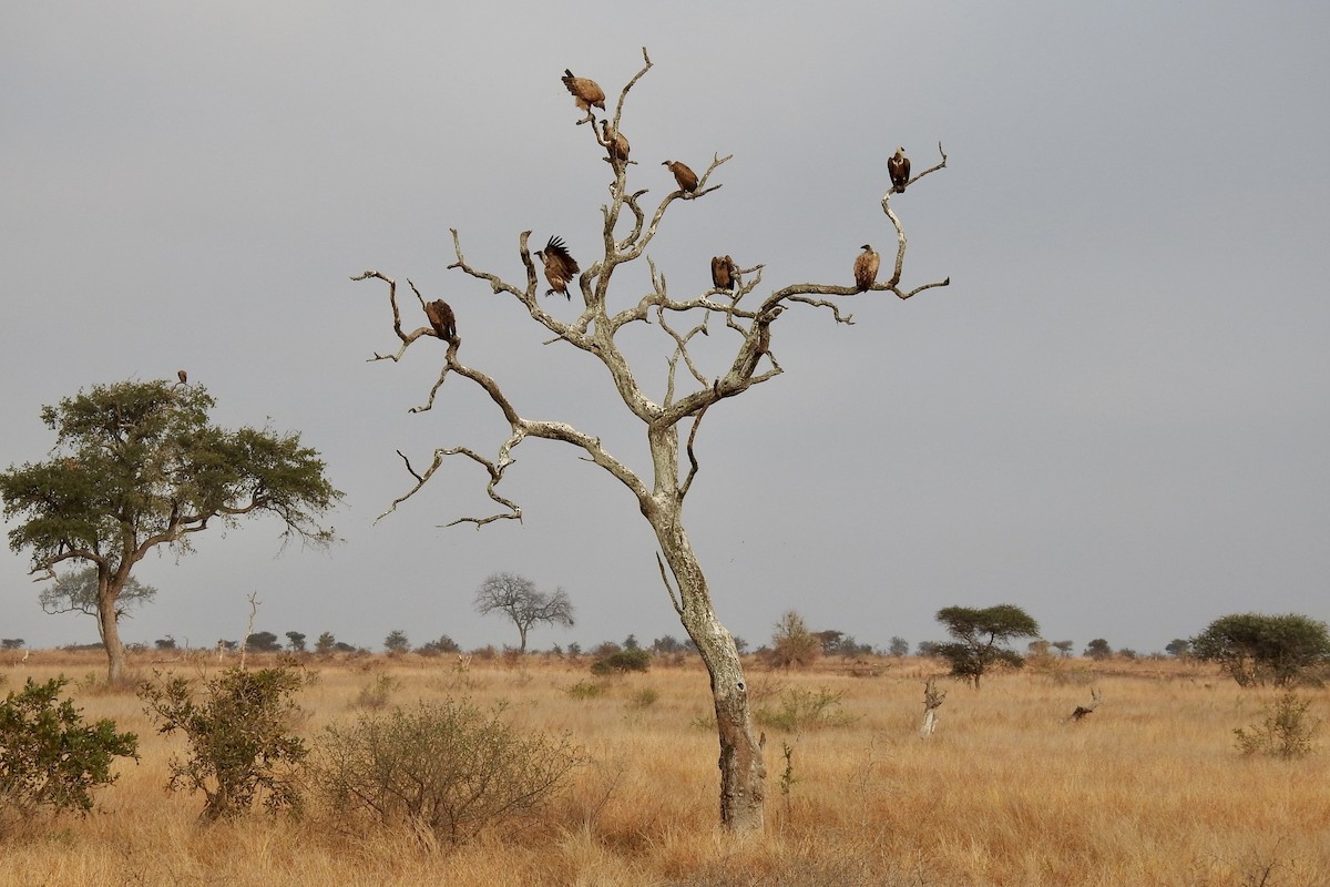 White-backed Vulture - ML642980879