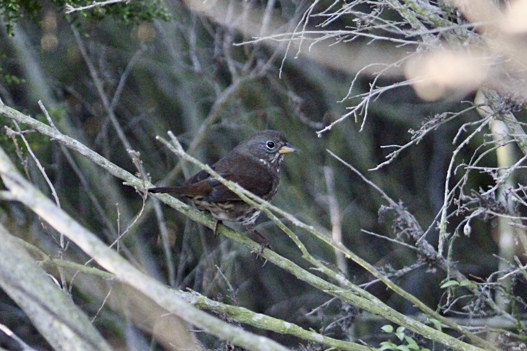 Fox Sparrow - ML642980889