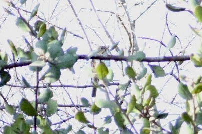 Hermit Thrush - ML642980894