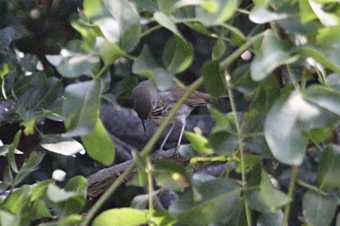 Hermit Thrush - ML642980895