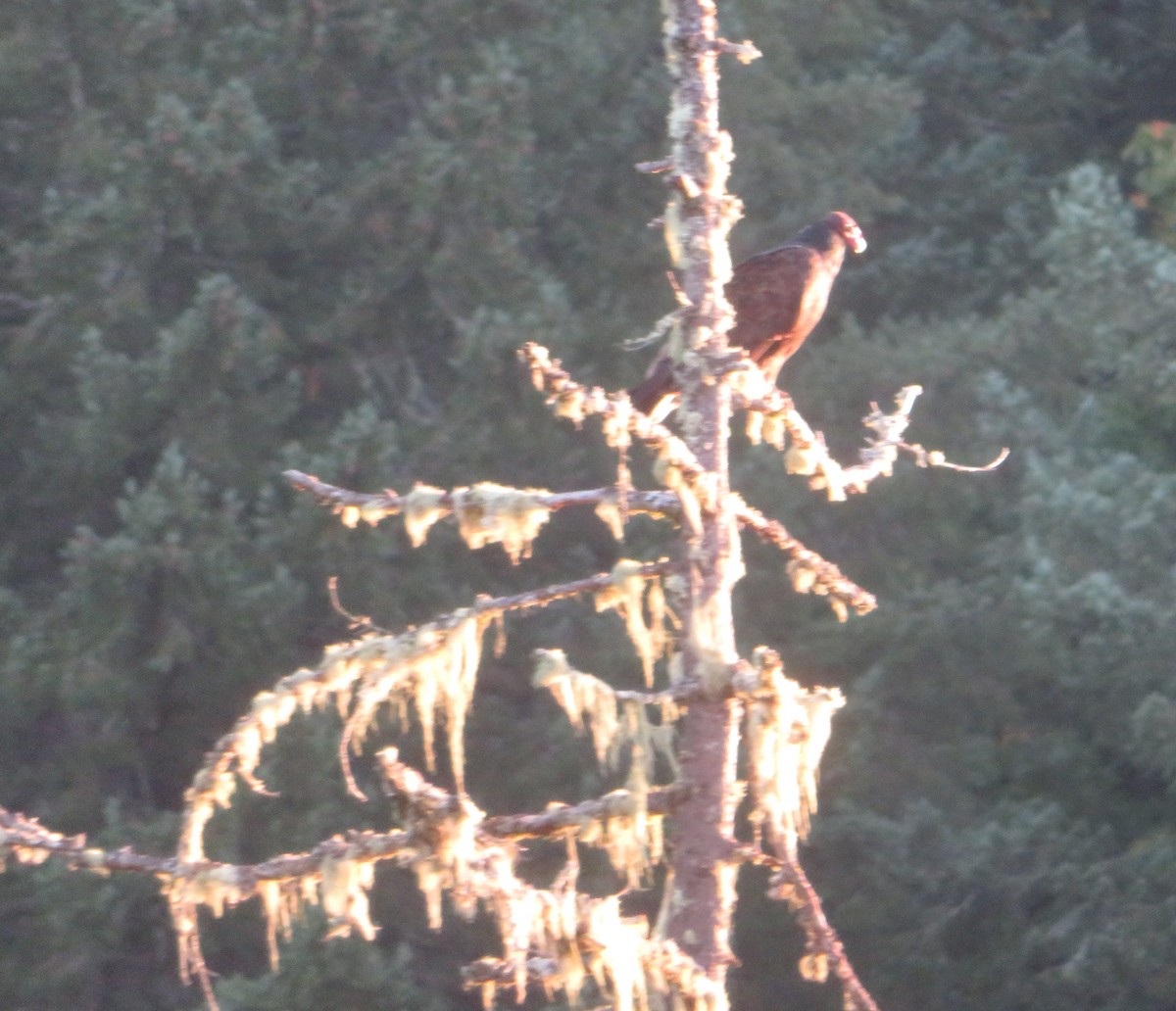 Turkey Vulture - ML642980898