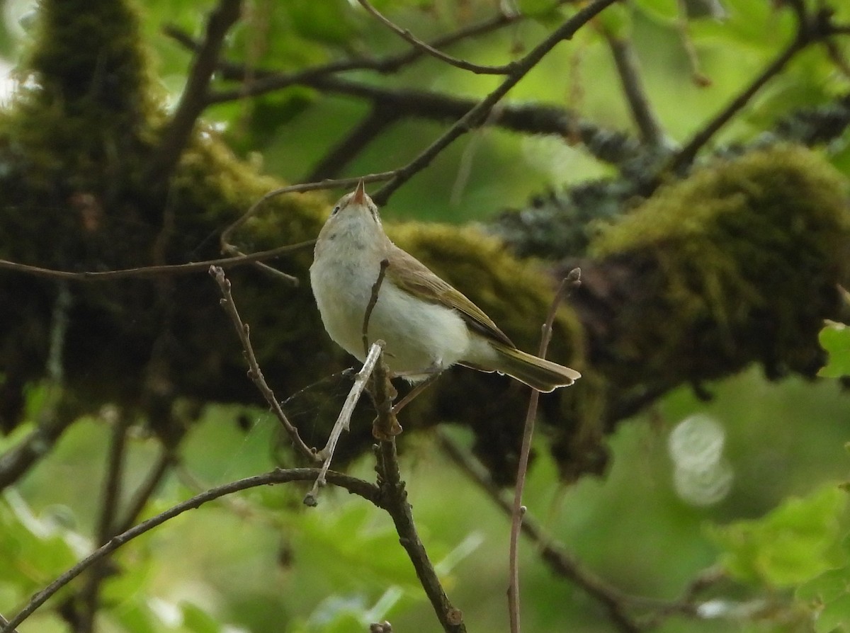 Western Bonelli's Warbler - ML642980900