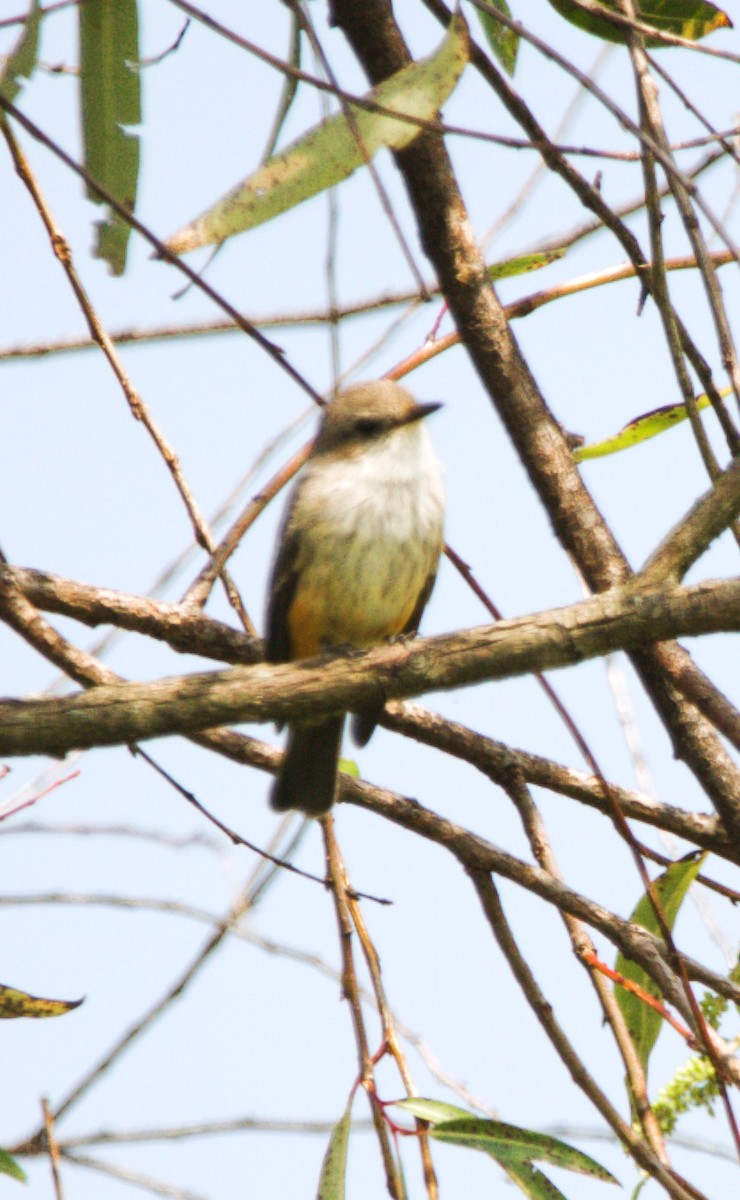 Vermilion Flycatcher - ML642980927