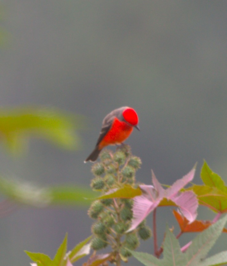 Vermilion Flycatcher - ML642980928