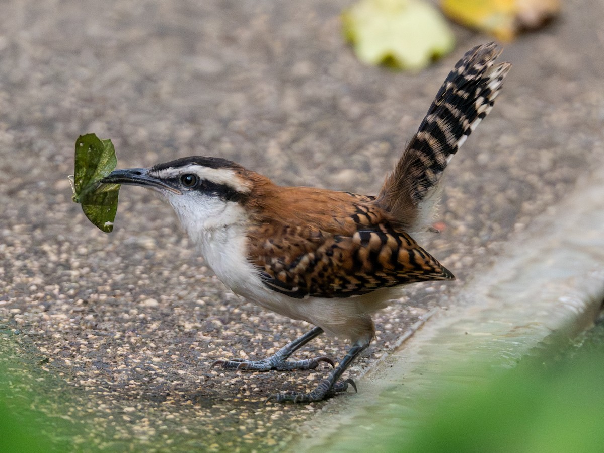 Rufous-backed Wren - ML642980940