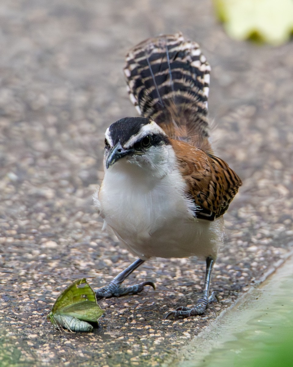 Rufous-backed Wren - ML642980951
