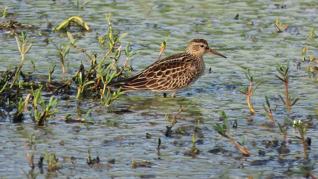 Pectoral Sandpiper - ML642980954