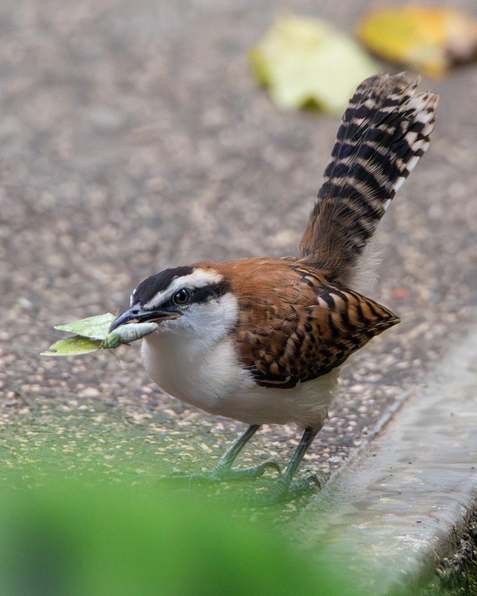Rufous-backed Wren - ML642980956