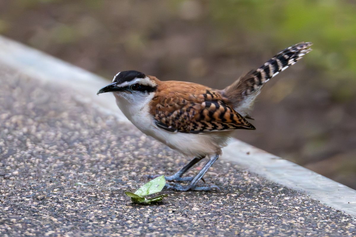 Rufous-backed Wren - ML642980959