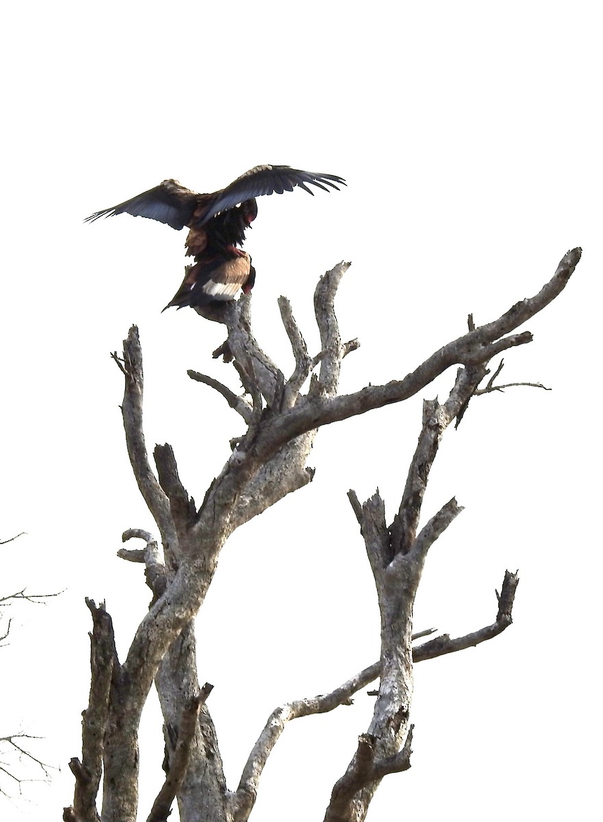 Bateleur - ML642980966