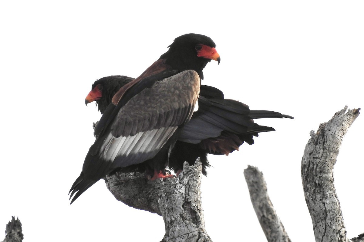 Bateleur - ML642980967