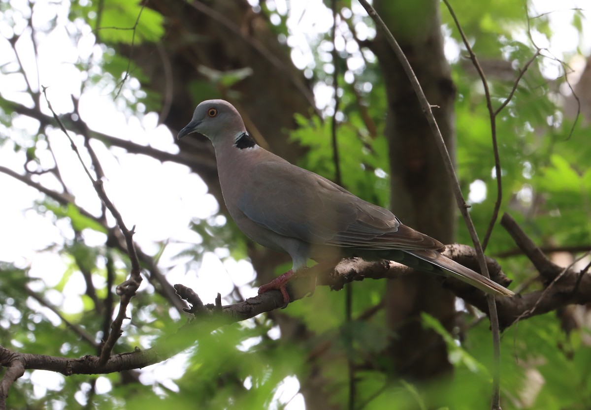 Mourning Collared-Dove - ML642980969