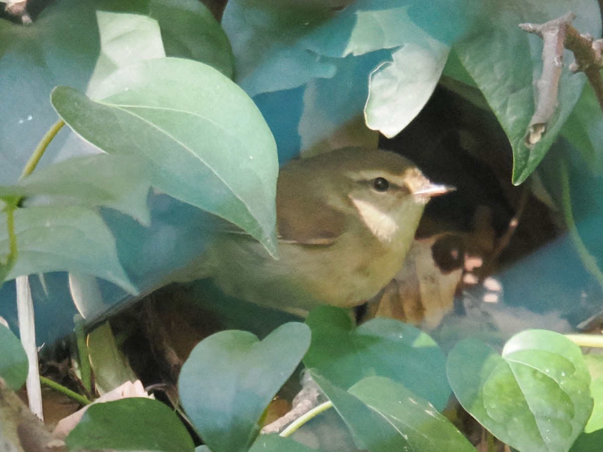 Japanese Bush Warbler - ML642980973