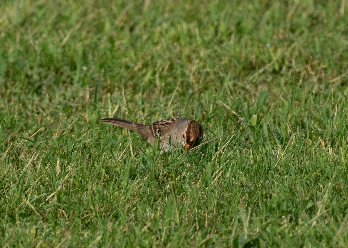 White-crowned Sparrow - ML642980977