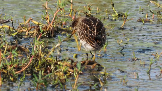 Pectoral Sandpiper - ML642980982