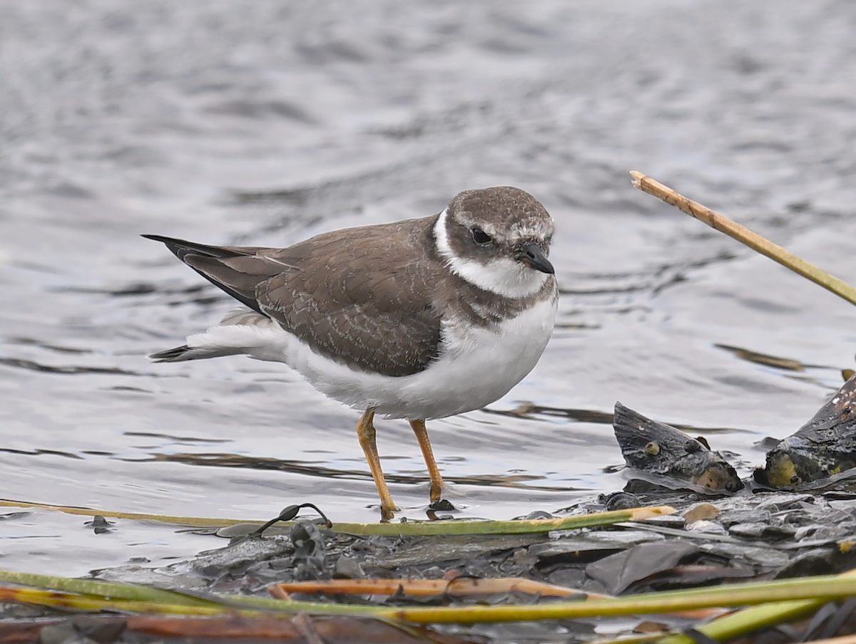 Semipalmated Plover - ML642980985