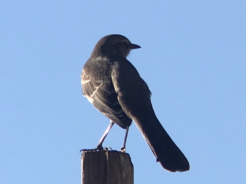 Northern Mockingbird - ML642980988