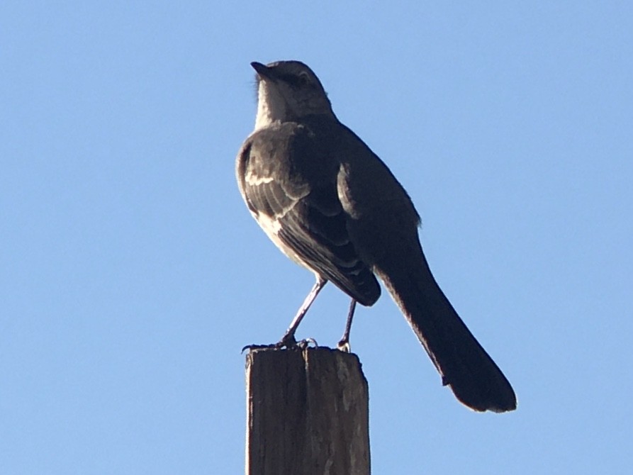 Northern Mockingbird - ML642980989