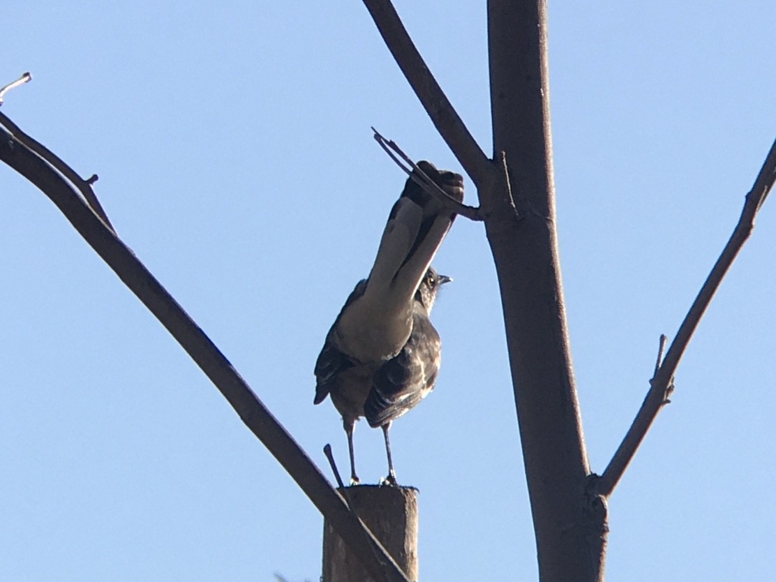 Northern Mockingbird - ML642980990