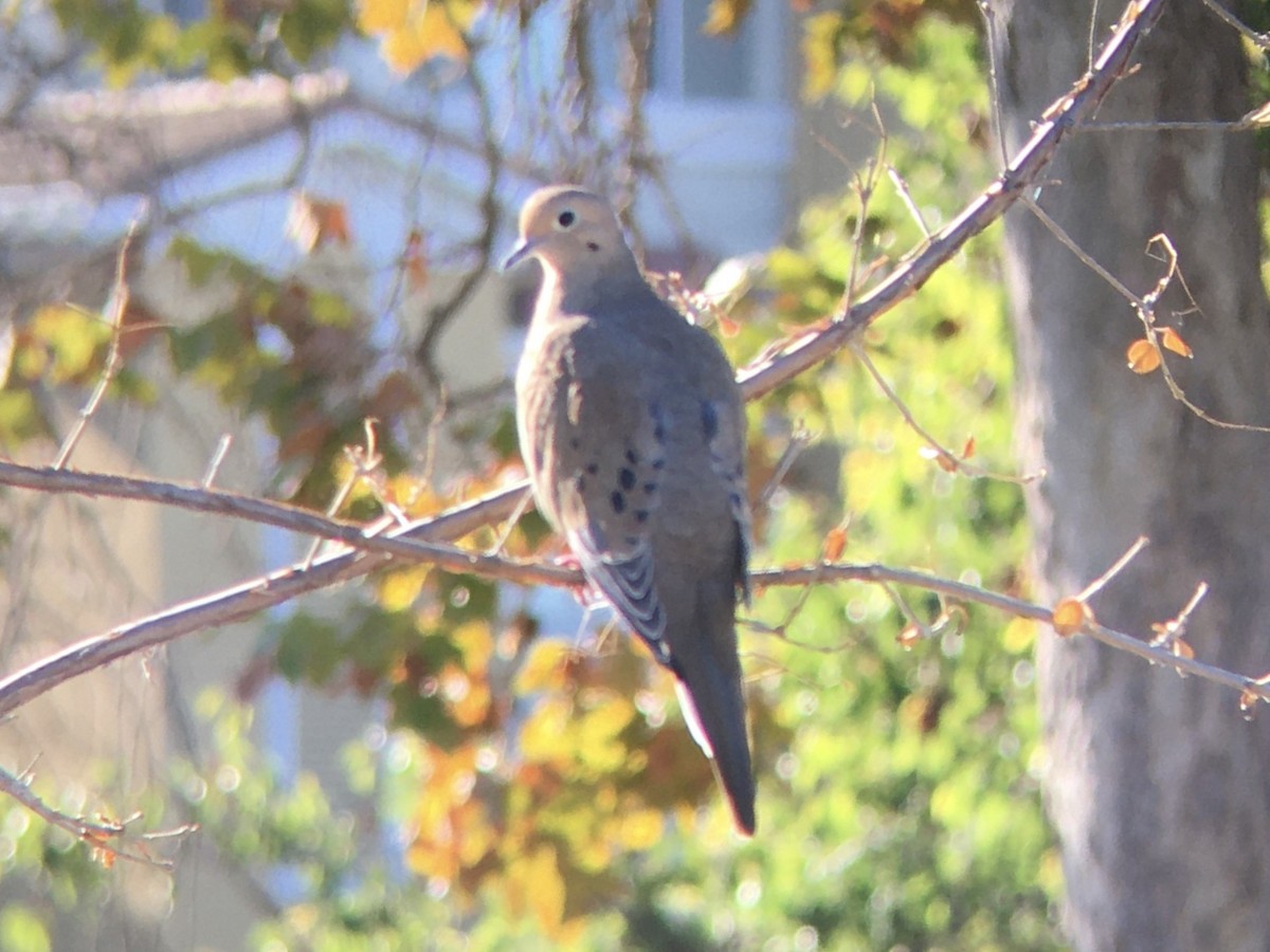 Mourning Dove - ML642980993