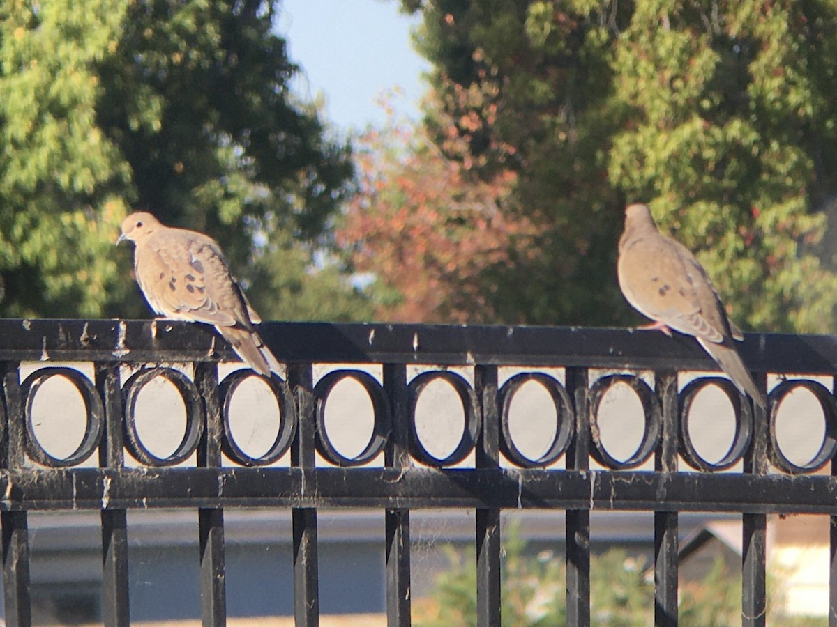 Mourning Dove - ML642980994