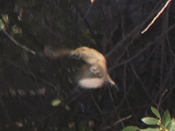 Western Flycatcher (Pacific-slope) - ML642981010