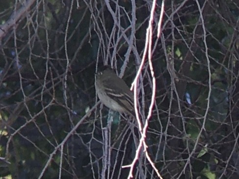 Western Flycatcher (Pacific-slope) - ML642981011