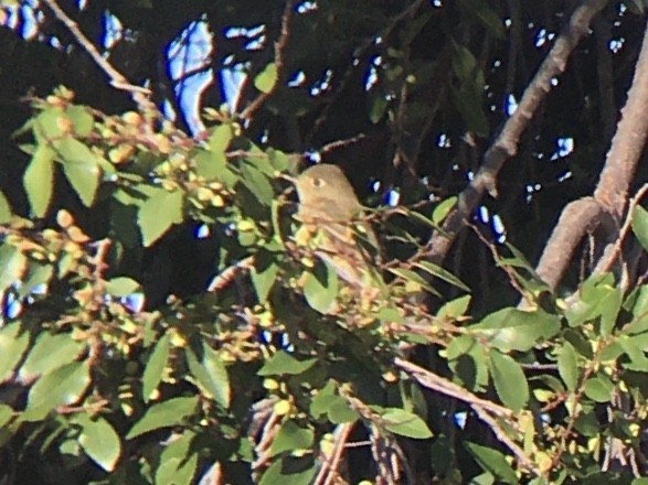 Western Flycatcher (Pacific-slope) - ML642981012