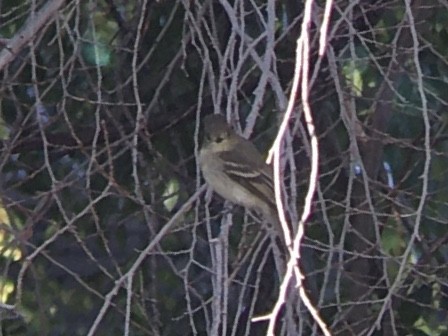 Western Flycatcher (Pacific-slope) - ML642981013
