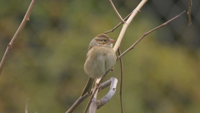 Clay-colored Sparrow - ML642981014