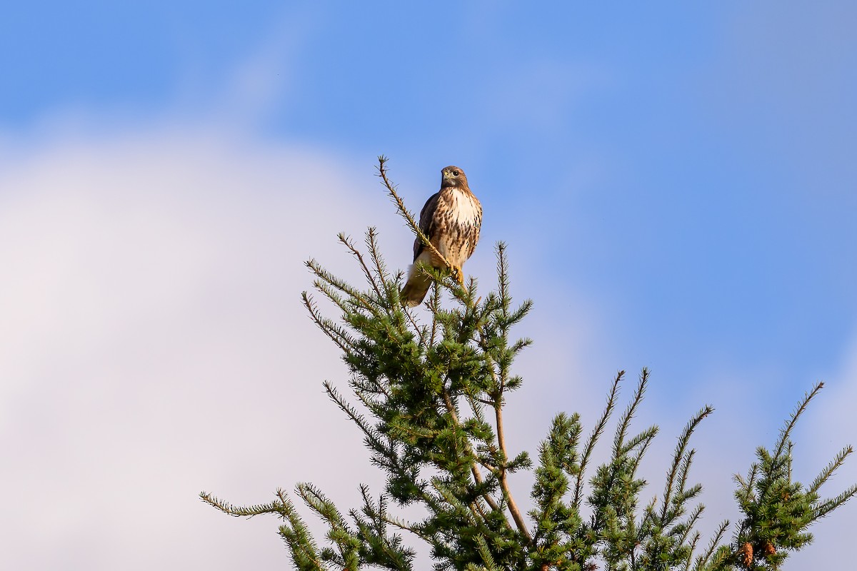 Red-tailed Hawk - ML642981015