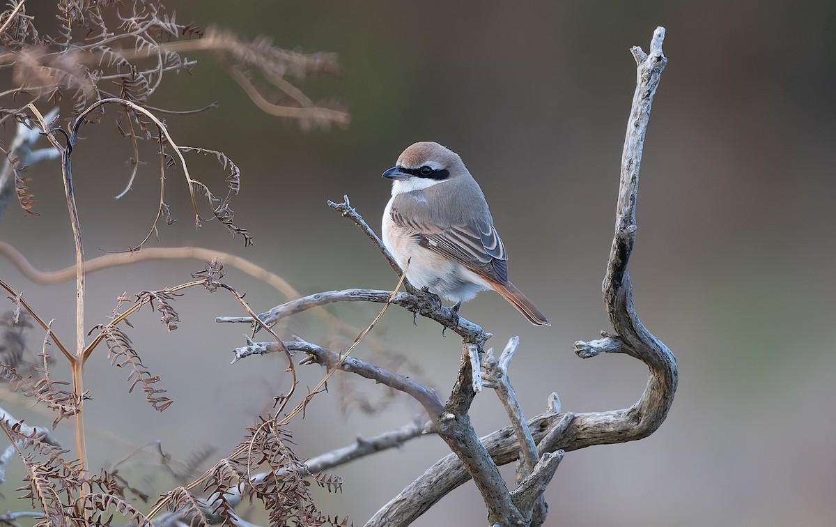 Red-tailed Shrike - ML642981016