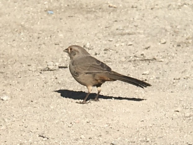 California Towhee - ML642981019
