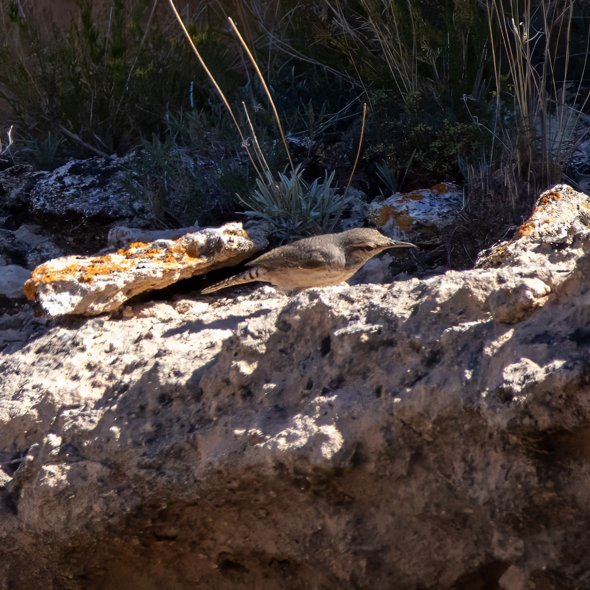 Rock Wren - ML642981030