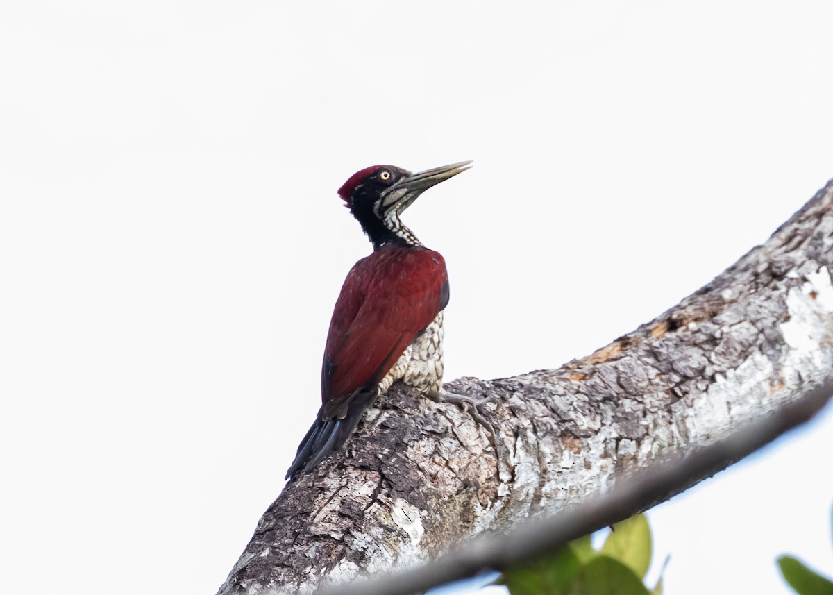 Crimson-backed Flameback - ML642981034