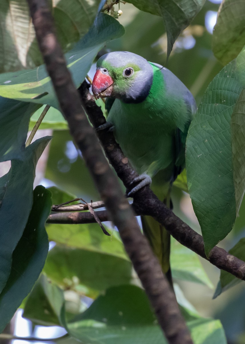 Layard's Parakeet - ML642981043