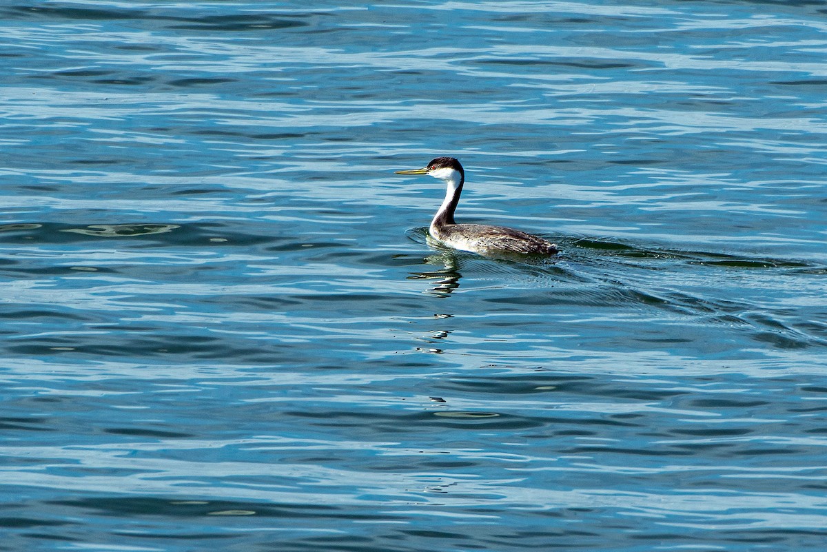 Western Grebe - ML642981046