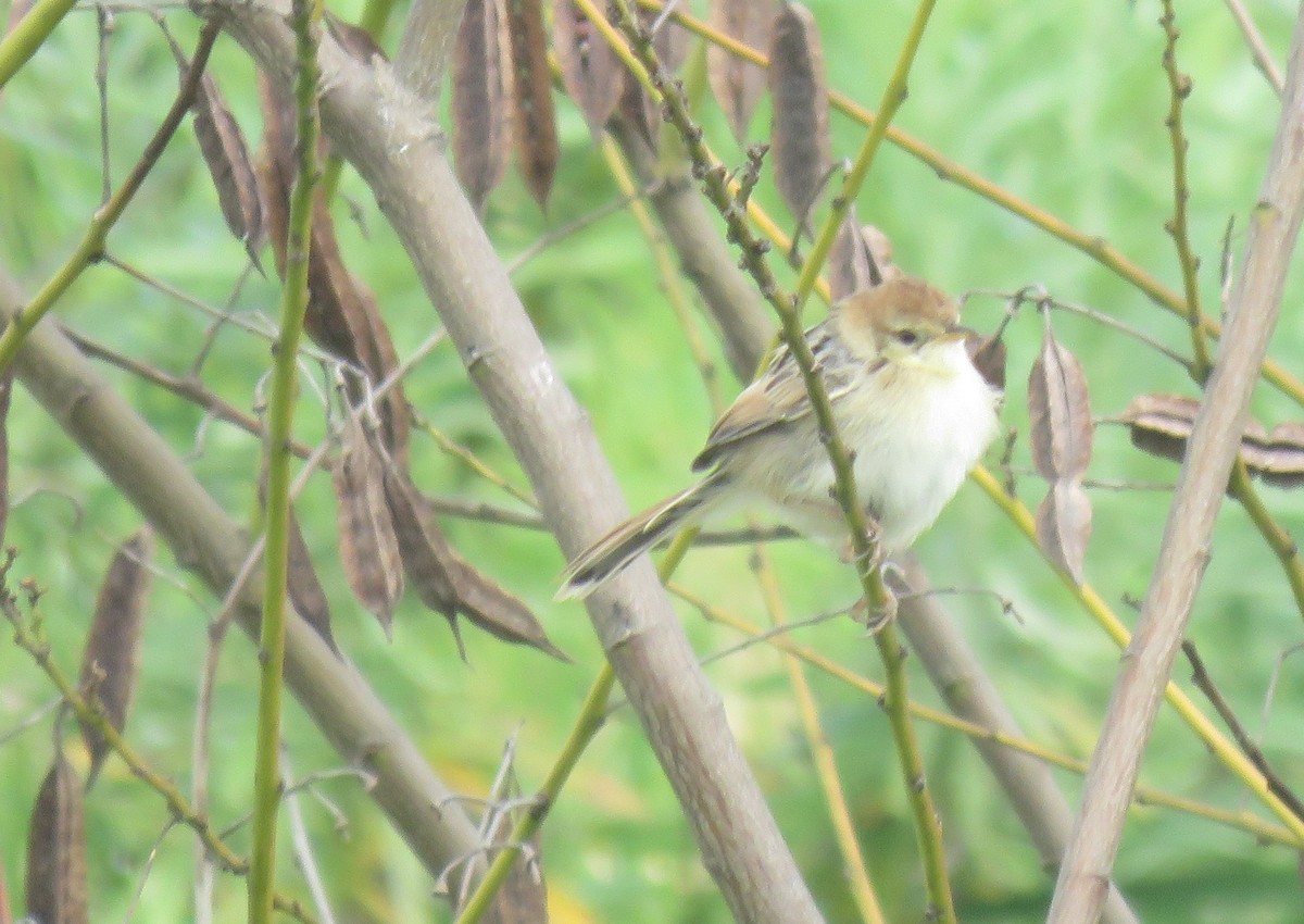 Levaillant's Cisticola - ML642981071