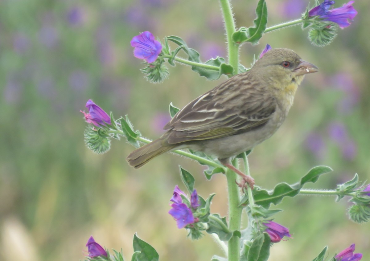 Southern Masked-Weaver - ML642981076