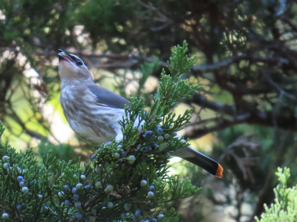 Cedar Waxwing - ML642981083