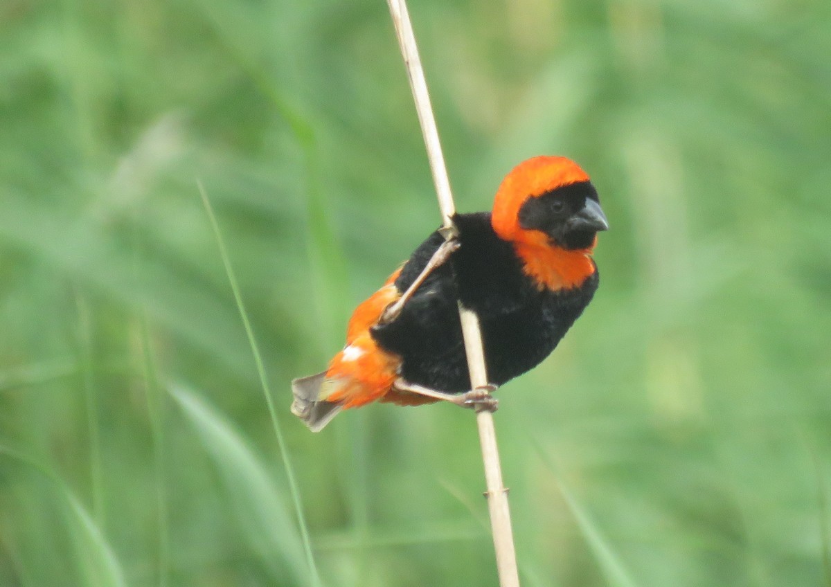 Southern Red Bishop - ML642981084