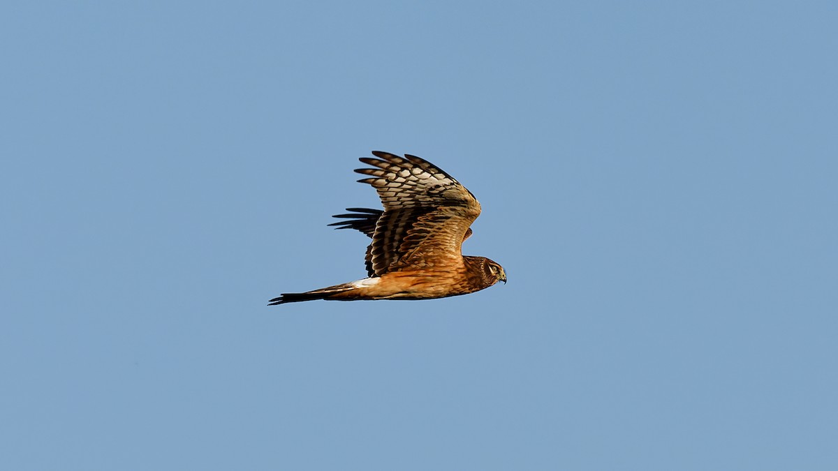 Northern Harrier - ML642981094