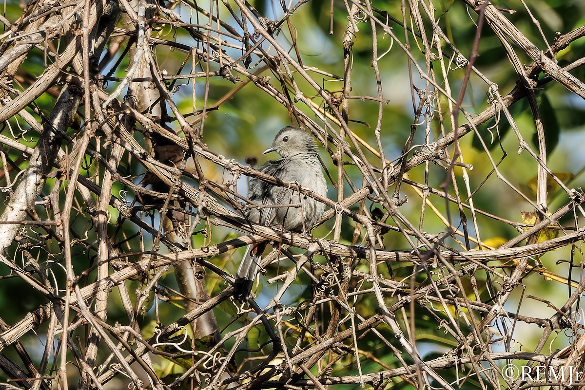 Gray Catbird - ML642981099
