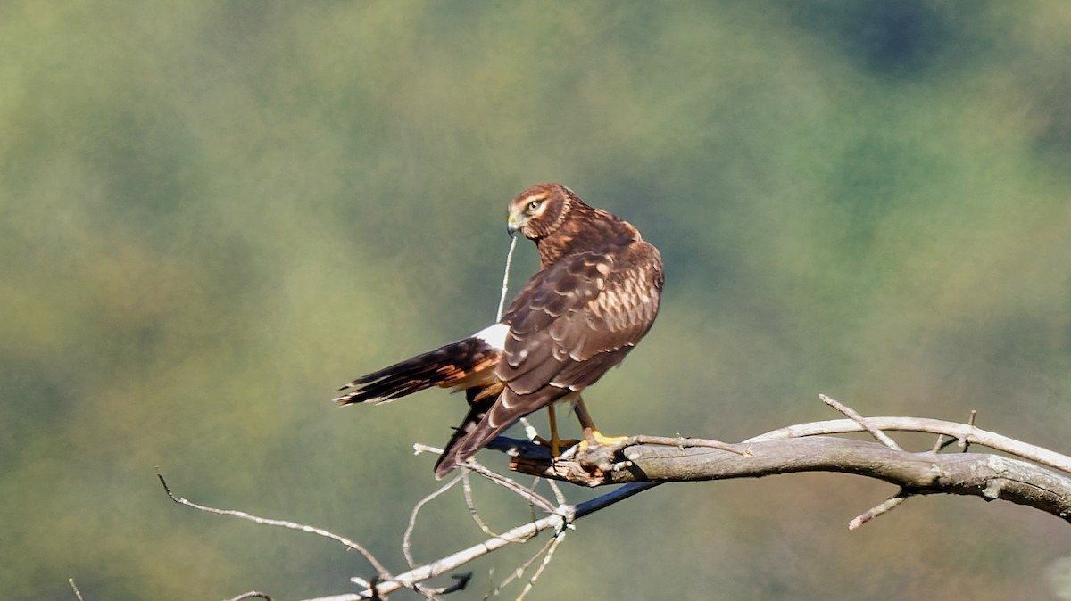 Northern Harrier - ML642981102