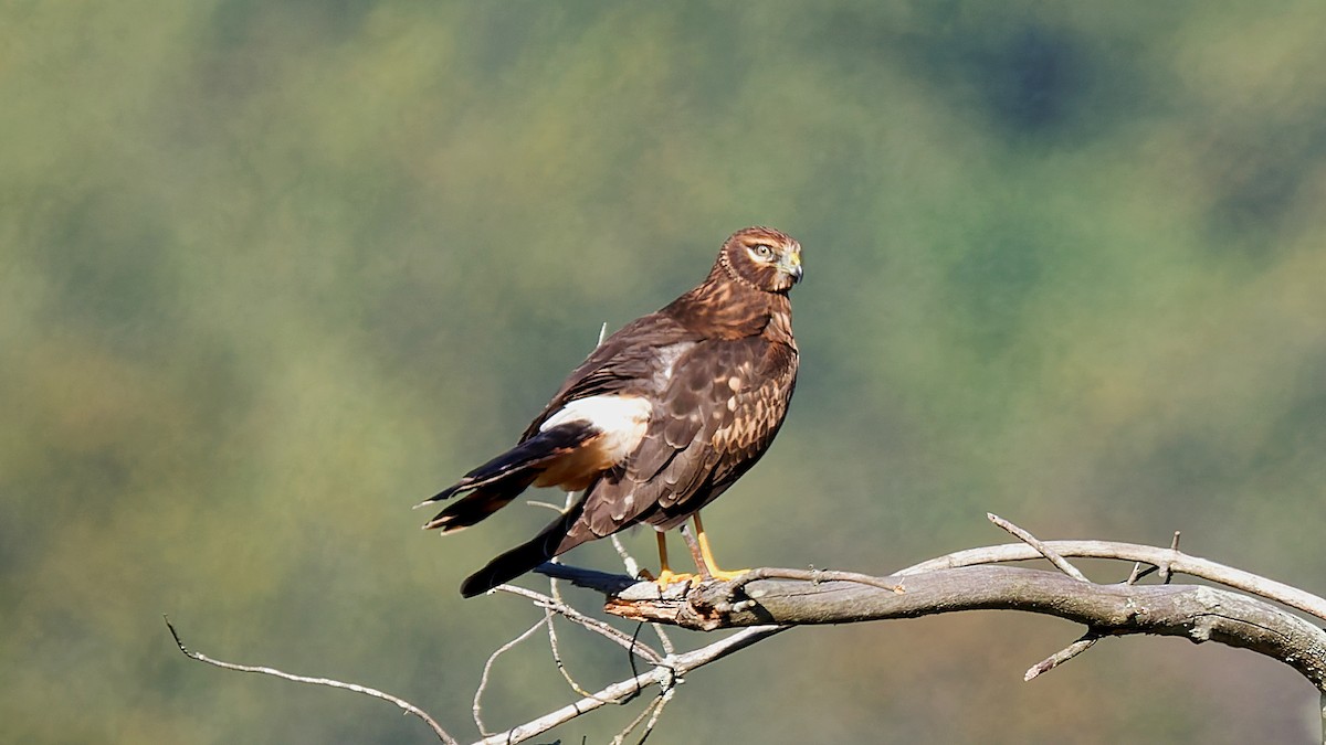 Northern Harrier - ML642981103