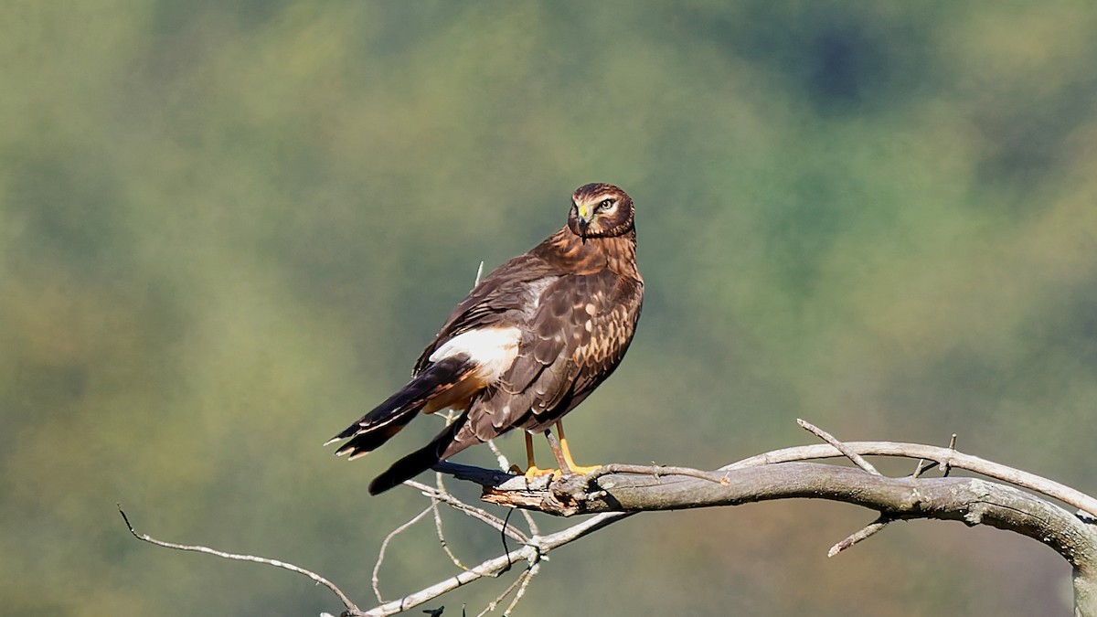 Northern Harrier - ML642981104