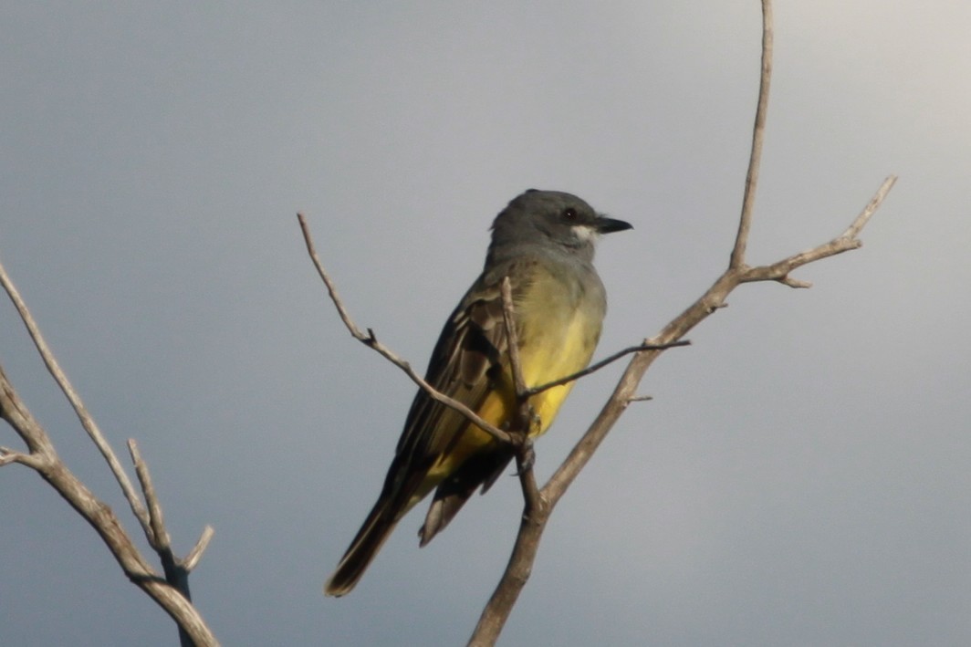 Cassin's Kingbird - ML642981105