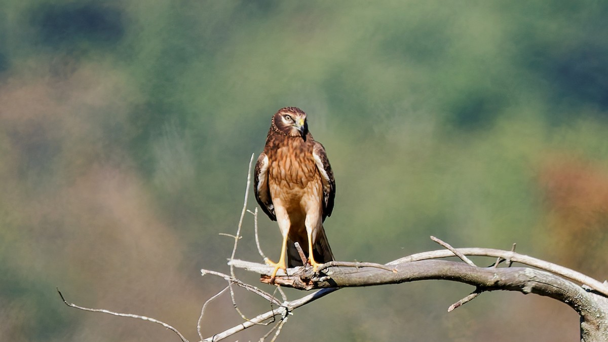 Northern Harrier - ML642981106