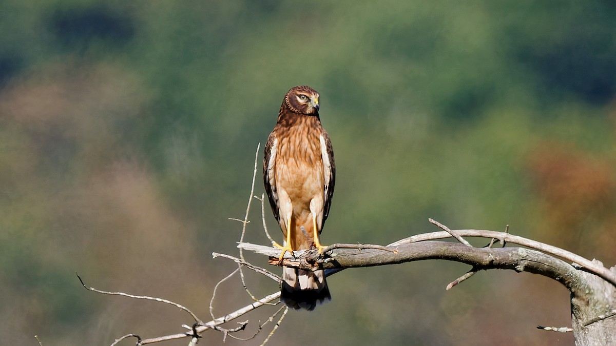 Northern Harrier - ML642981107