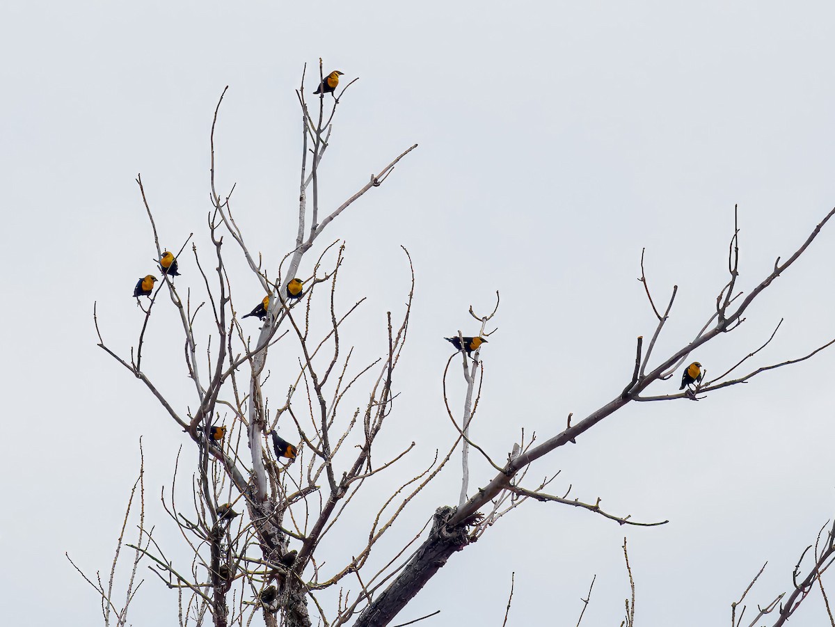 Yellow-headed Blackbird - ML642981115